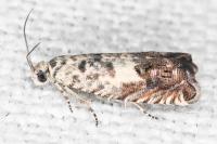 Cydia gr. succedana