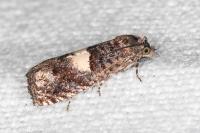 Epiblema
