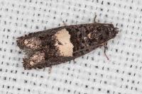 Epiblema