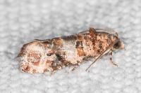 Lobesia botrana