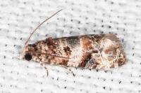 Lobesia botrana