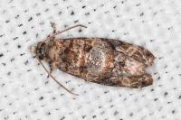 Lobesia botrana
