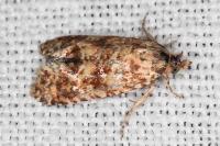 Aethes margarotana