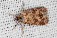Aethes margarotana