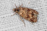 Aethes margarotana