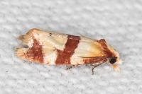 Phalonidia albipalpana