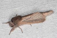 Phragmataecia castaneae