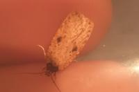 Agonopterix subpropinquella