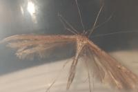 Emmelina monodactyla