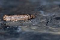 Ypsolopha ustella