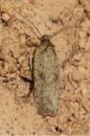 Agonopterix scopariella