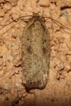 Agonopterix scopariella