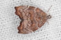 Choreutis nemorana