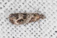 Tebenna micalis