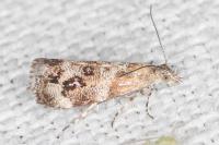 Tebenna micalis