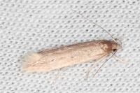 Limnaecia phragmitella