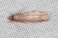 Limnaecia phragmitella