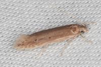 Limnaecia phragmitella