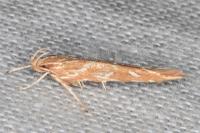 Pyroderces argyrogrammos