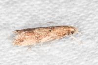 Brachmia blandella