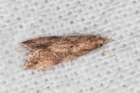 Brachmia blandella