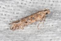 Scrobipalpa