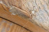 Helcystogramma triannulella