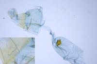 Depressaria douglasella