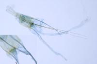 Nemapogon cloacellus