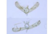 Elachista consortella