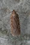 Depressaria