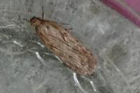 Depressaria