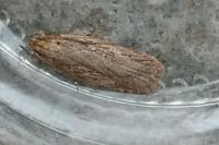 Depressaria