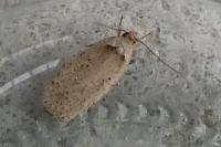 Agonopterix yeatiana