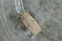 Agonopterix yeatiana