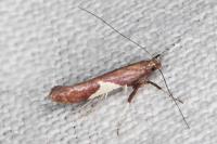 Caloptilia stigmatella