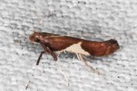 Caloptilia stigmatella