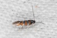 Phyllonorycter schreberella