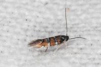 Phyllonorycter schreberella