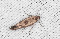 Scythris limbella