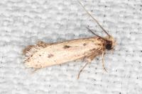 Anomalotinea liguriella