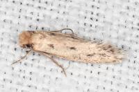 Anomalotinea liguriella
