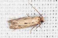 Anomalotinea liguriella