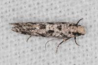 Nemapogon
