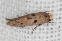 Tinea trinotella