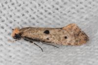 Tinea trinotella