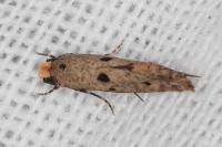 Tinea trinotella