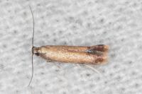 Coptotriche marginea
