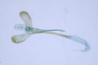 Caloptilia roscipennella
