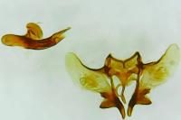Aethes williana